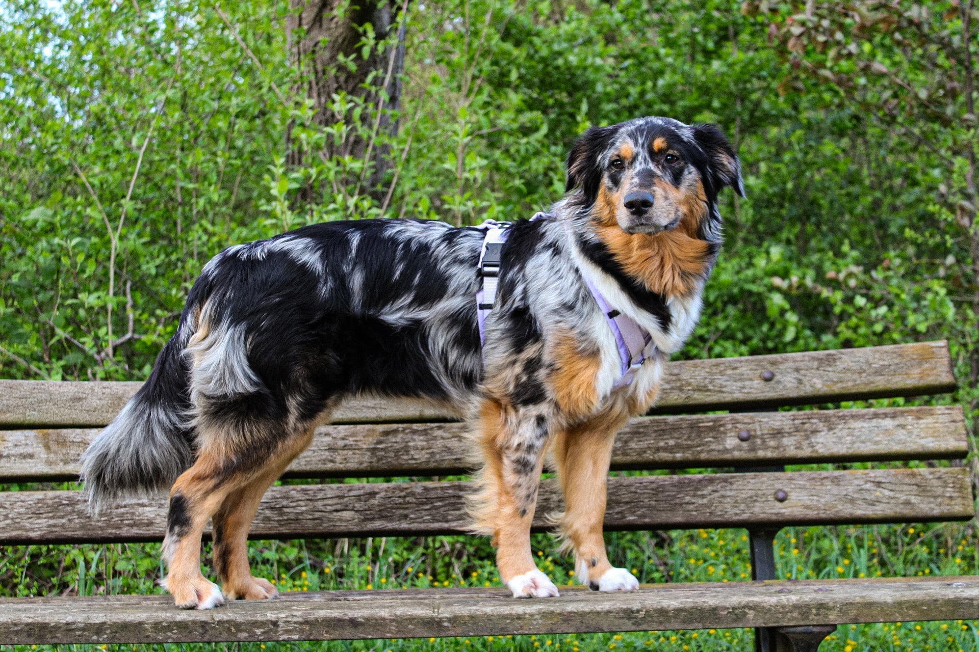 Y-Geschirr für Hunde kaufen – So triffst du die richtige Entscheidung