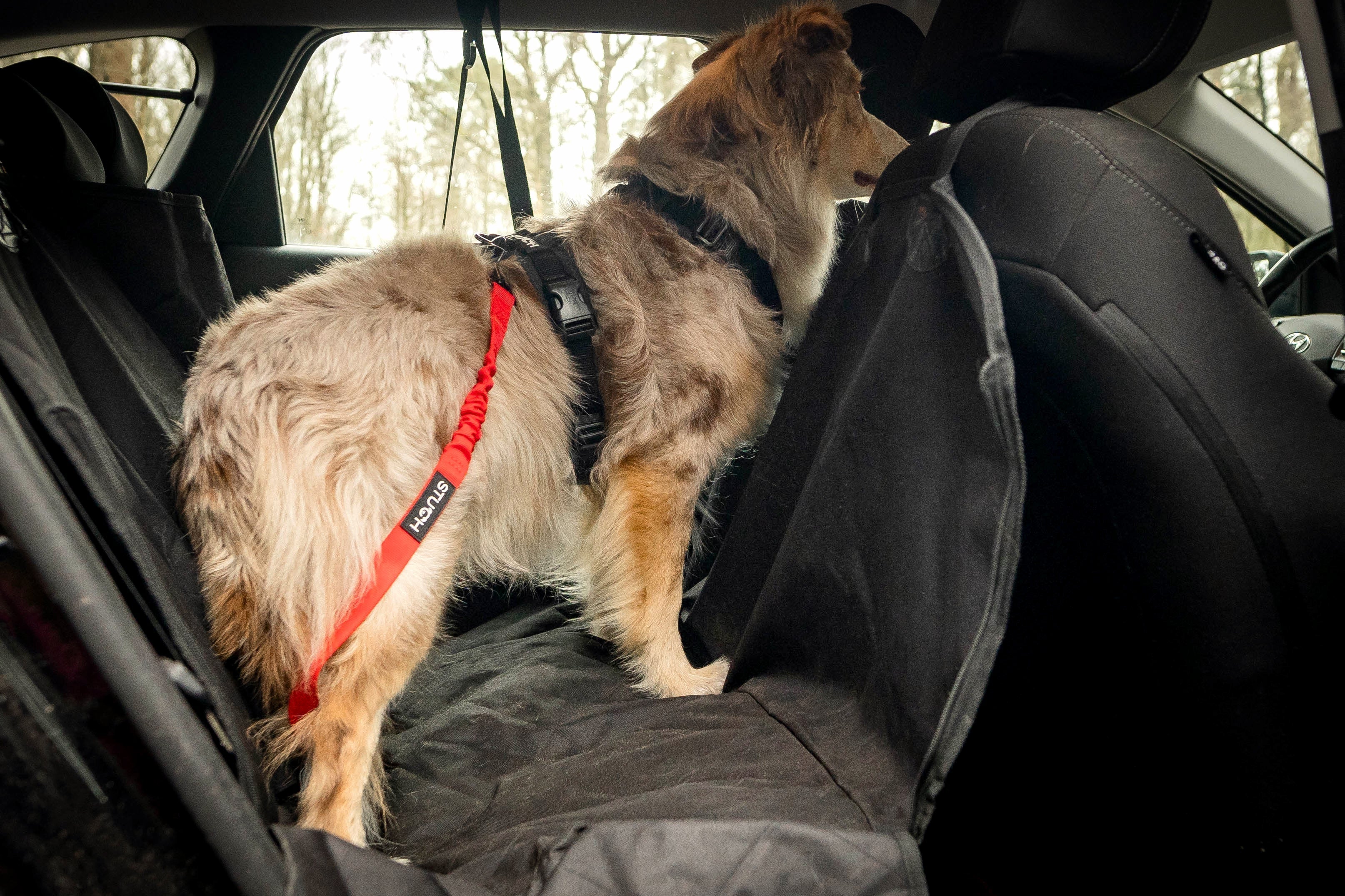 🚗 Reiseplanung mit Hund – So bereitest du dich auf den Urlaub vor