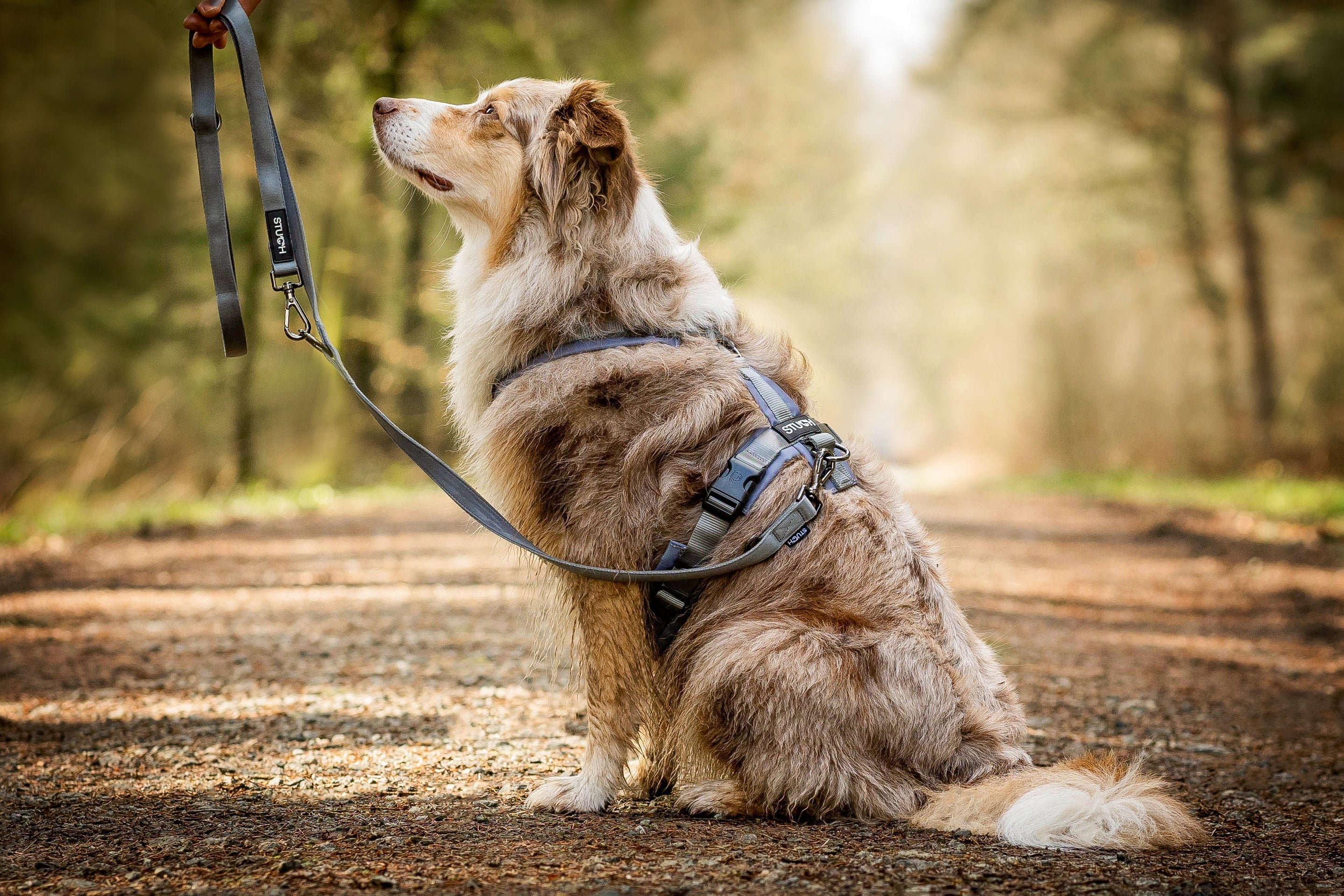 Y-Geschirr für Hunde – Warum es die ergonomisch beste Wahl ist
