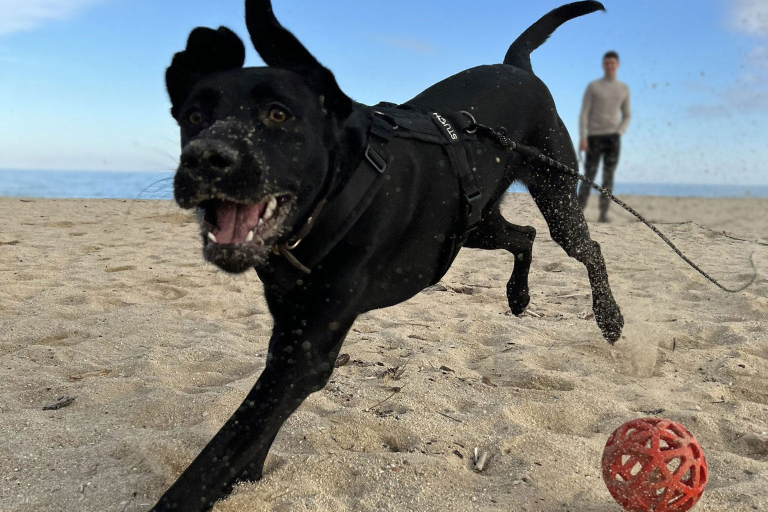 Was ist das beste Hundegeschirr? Der große Ratgeber für Sicherheit & Komfort