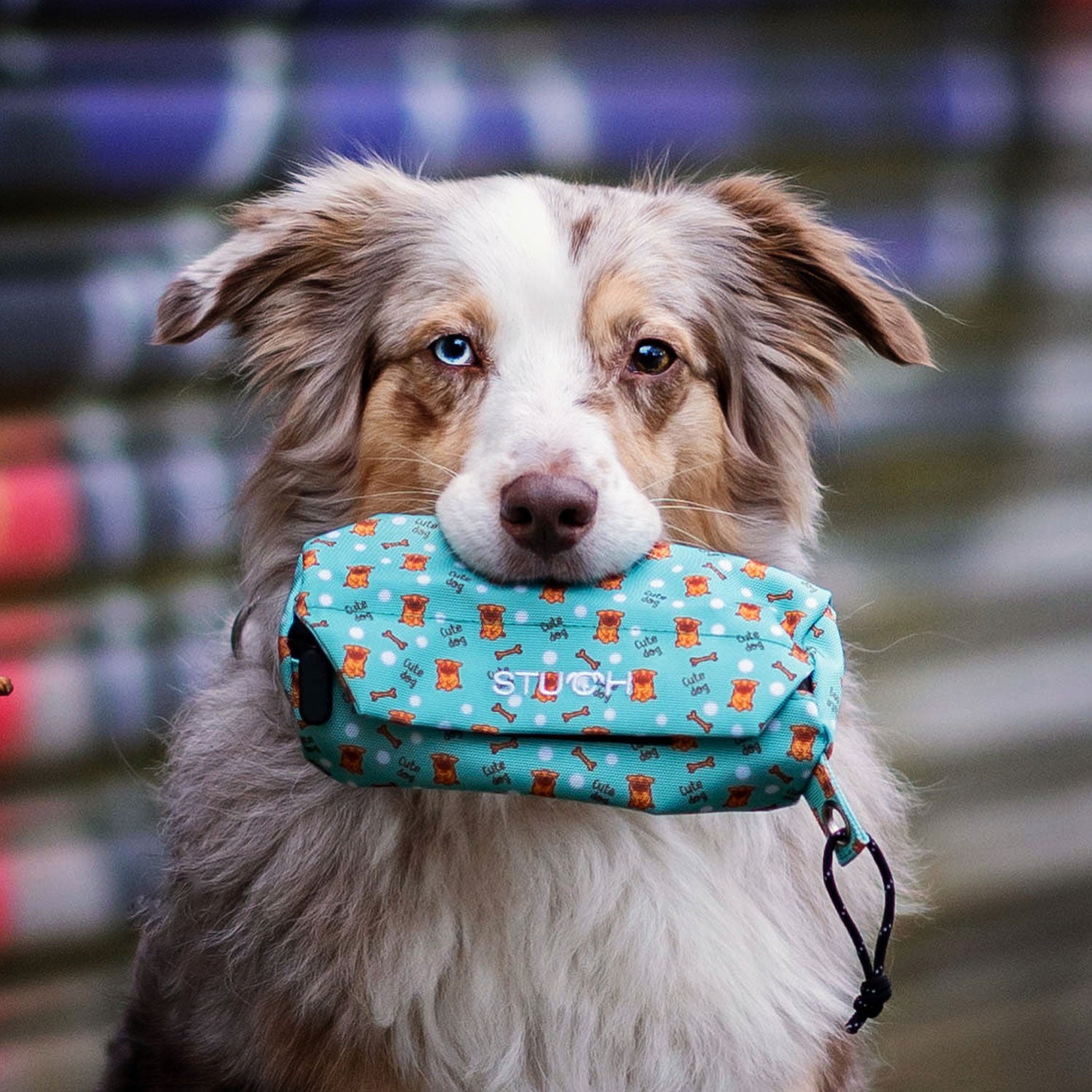 Australian Shepherd mit einem Futterdummy im Maul.
