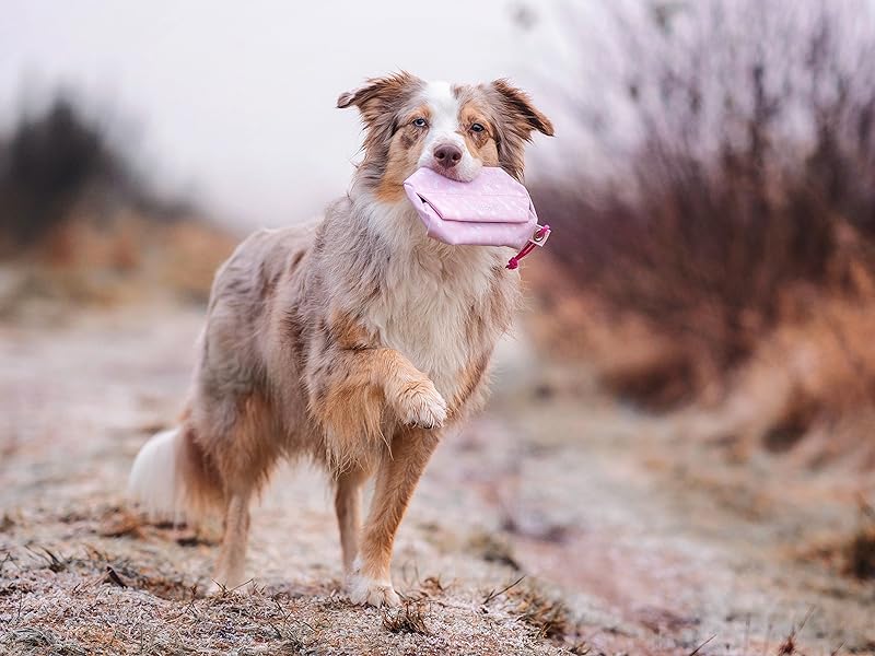 Australien Shpherd in den Dünen mit einem pinken Futterdummy im Mund.