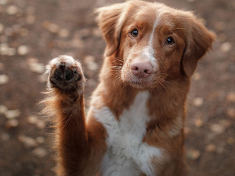 Brauner und süßer Hund hebt die Pfote im Waldrand auf dem Laub.