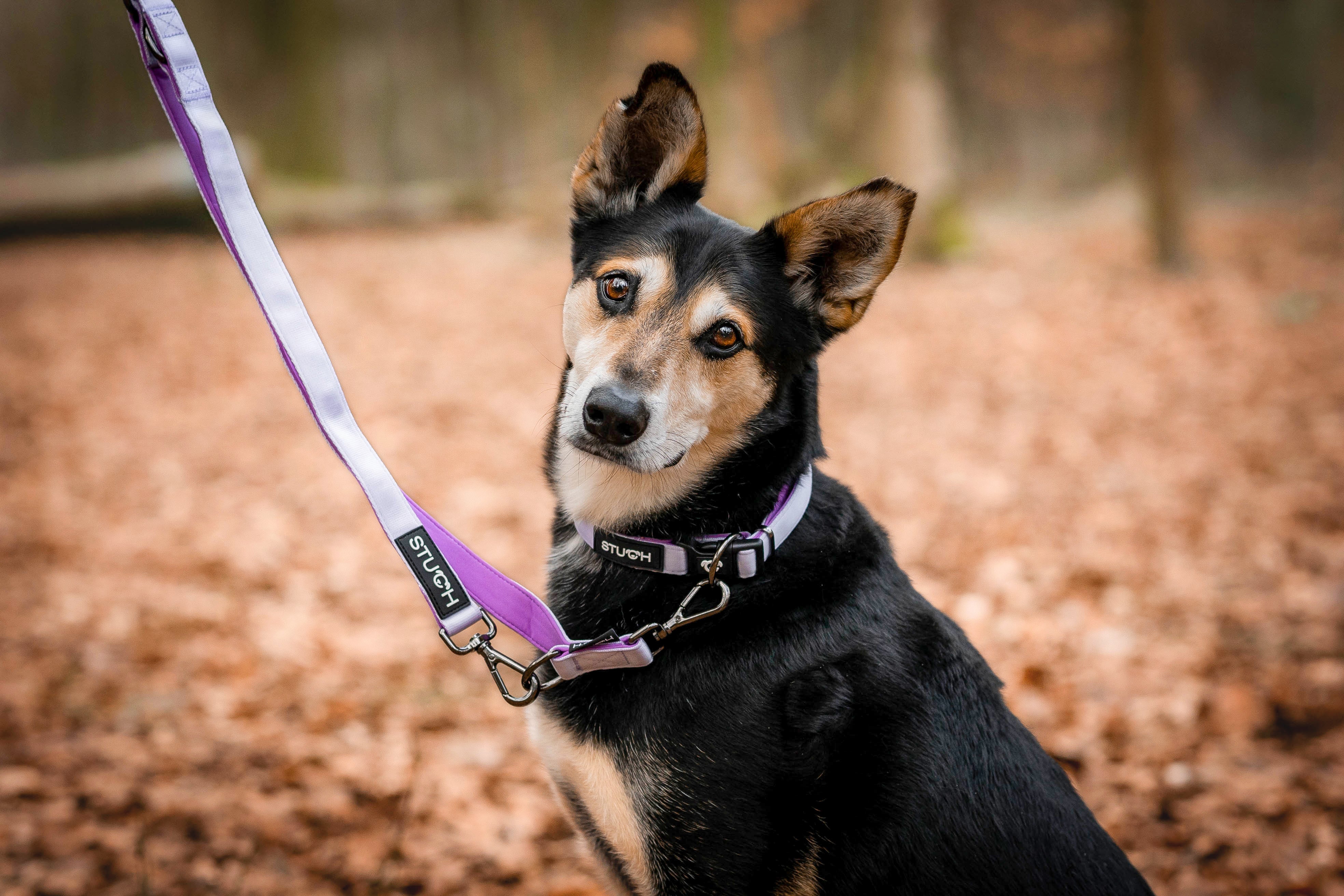 Kleiner Hund mit Hundeleine und Halsband in Flieder Lila und sitzt im Laub