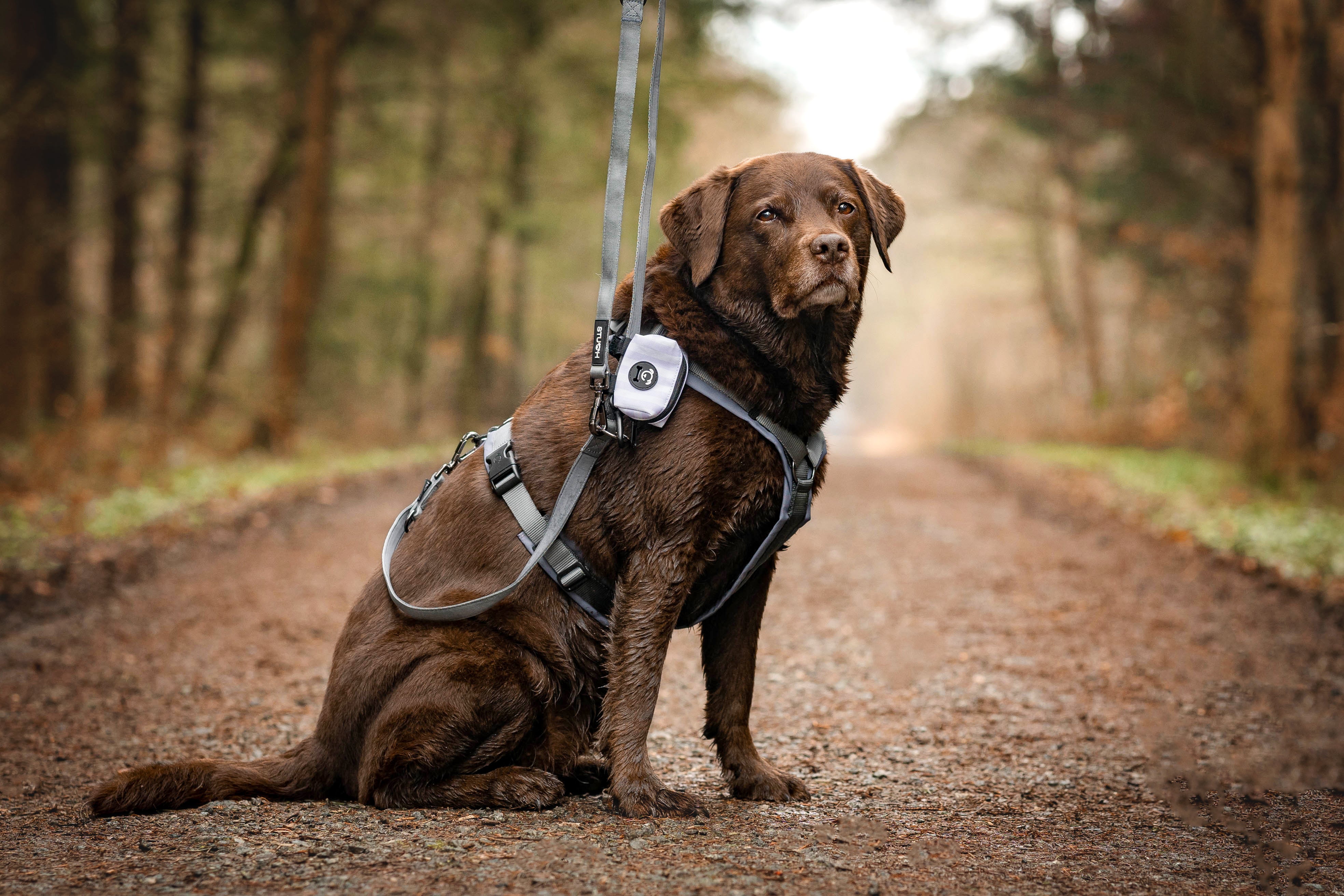 Brauner Hund im Geschirr und Hundeleine in der Farbe Grau.