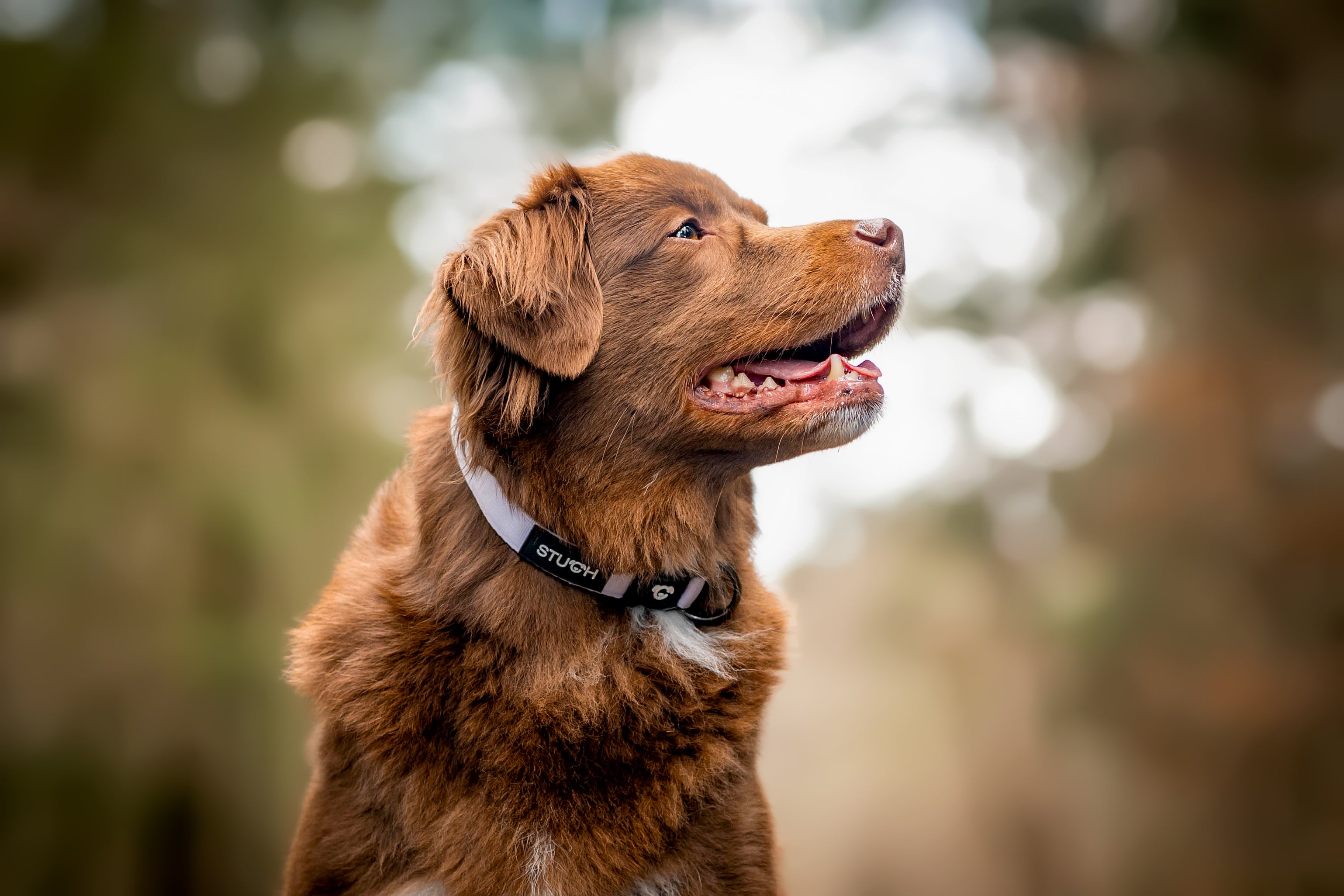 Hund mit Hundehalsband mit Blick nach oben.