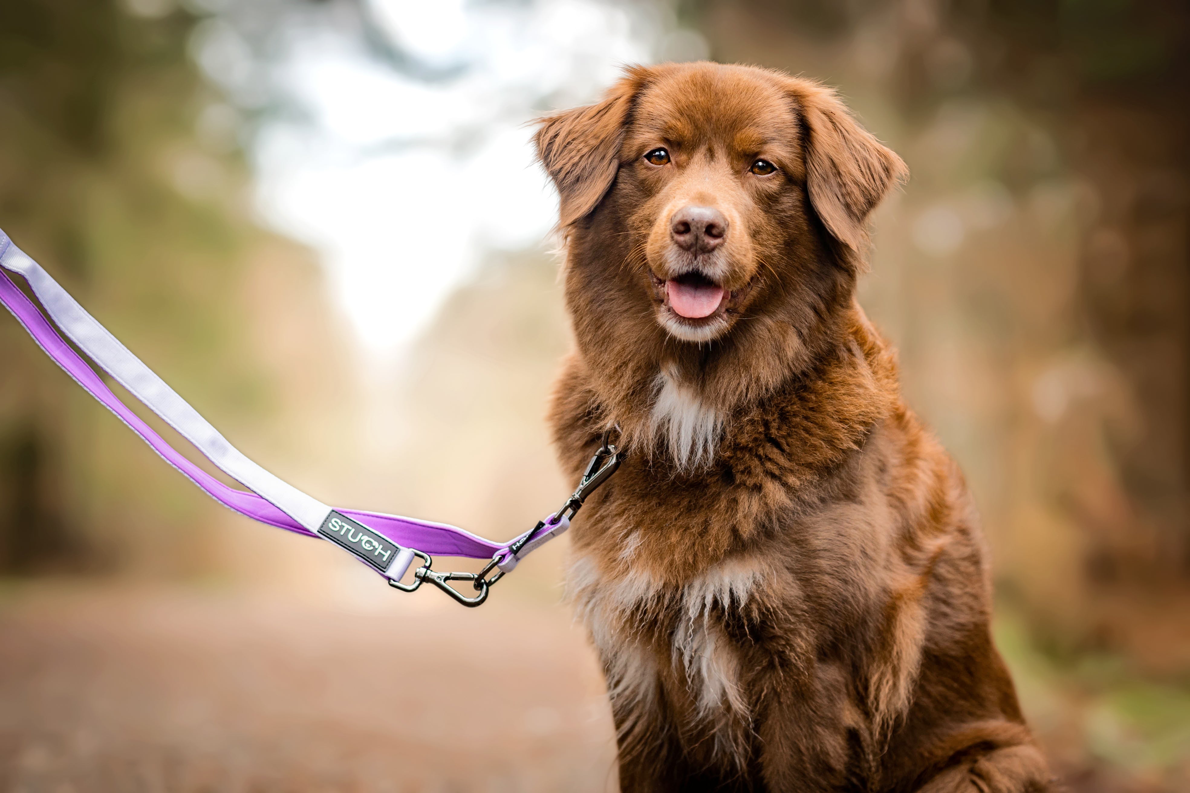 Brauner Hund im Wald mit Lila Hundeleine.