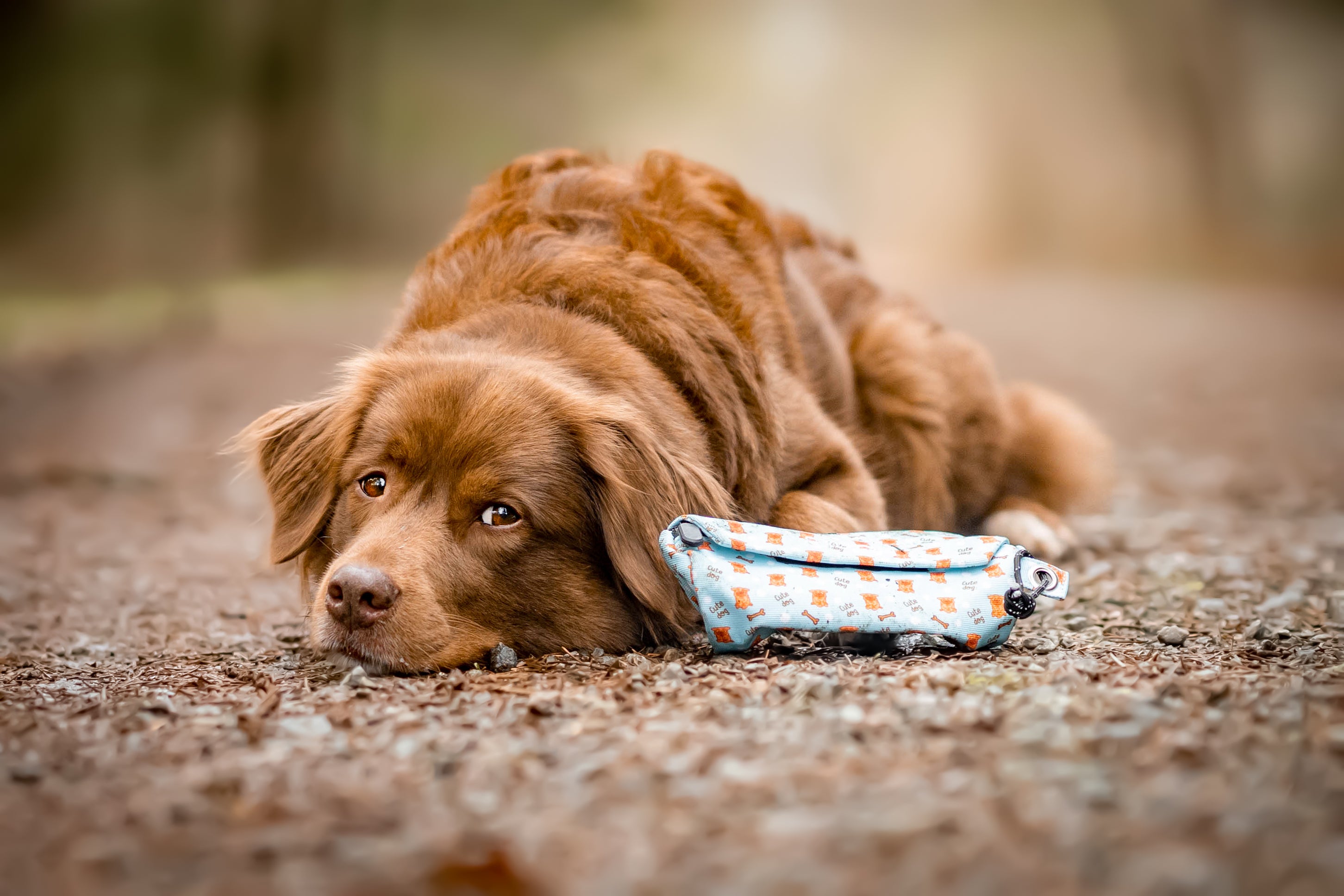 Brauner Hund liegt auf dem Waldboden und guckt hoch. Ein Futterdummy in Türkis liegt daneben.