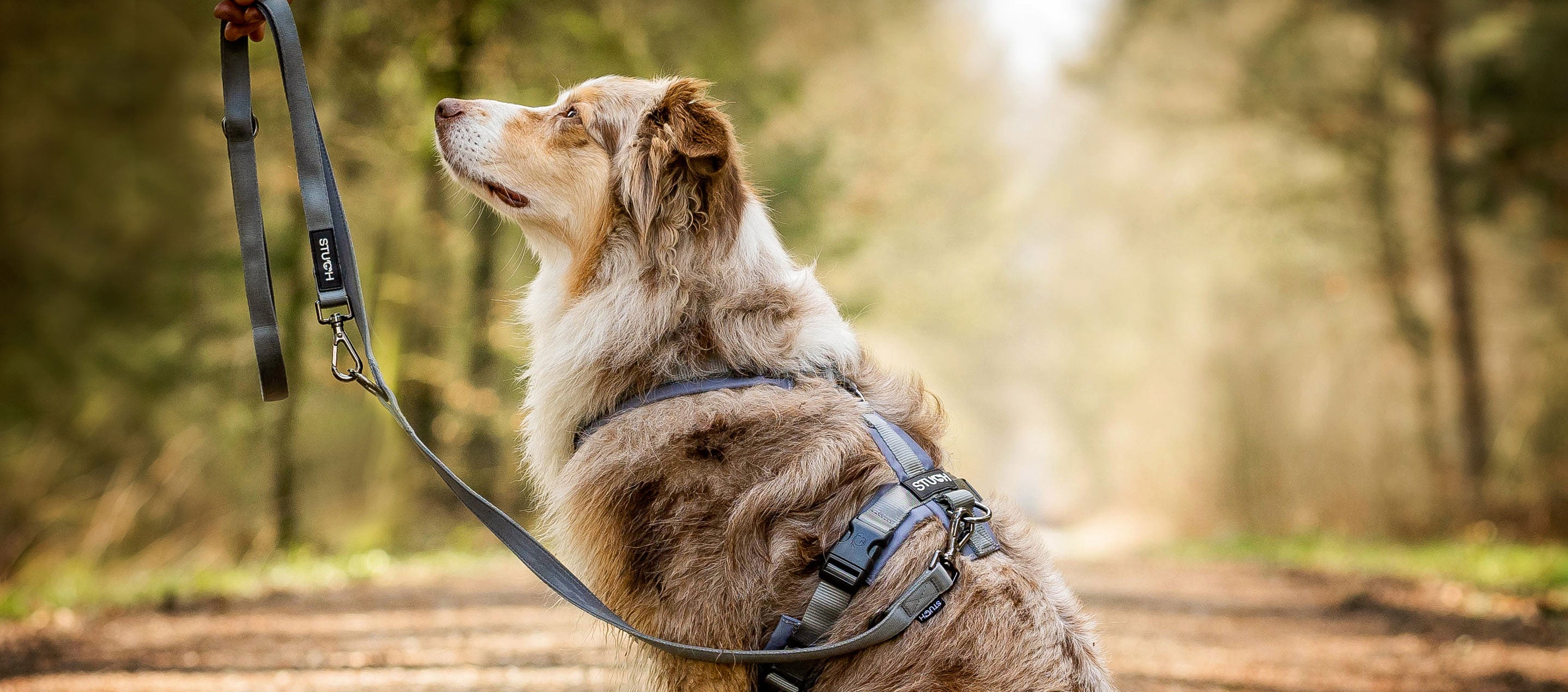 Australian Shepherd präsentiert das STUCH Hundegeschirr und die Hundeleine in der Farbe Grau.