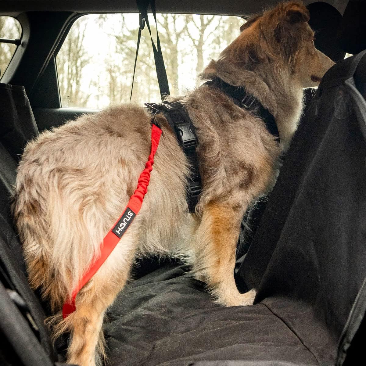 Australien Shepherd auf der Rücksitzbank mit STUCH Autogurt