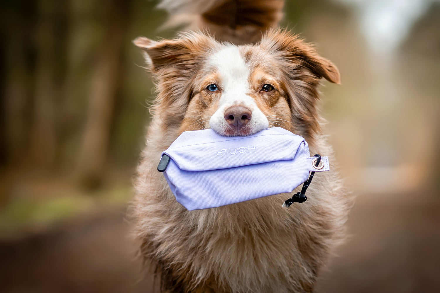 Hund Apportieren beibringen - 10 Tipps und alles Wissenswerte