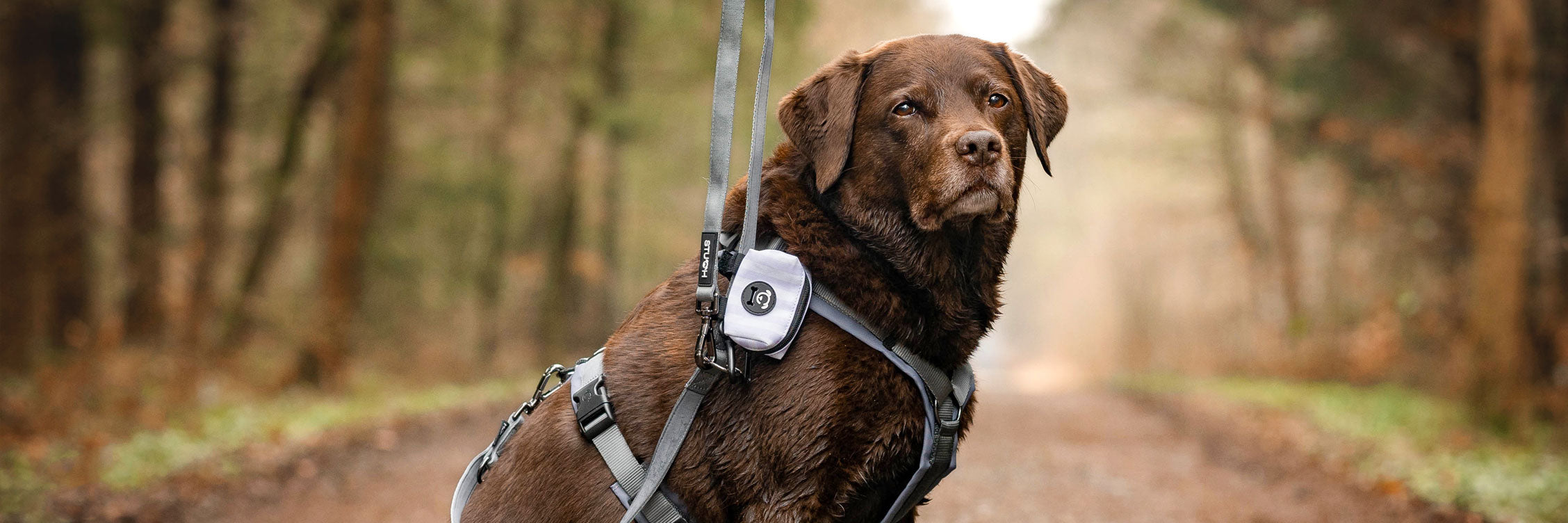 Ein brauner Hund im Wald steht bereit für ein schönen Spaziergang. Mit Hundegeschirr - Y Geschirr , Hundeleine und Kotbeutelspender in der Farbe Grau.