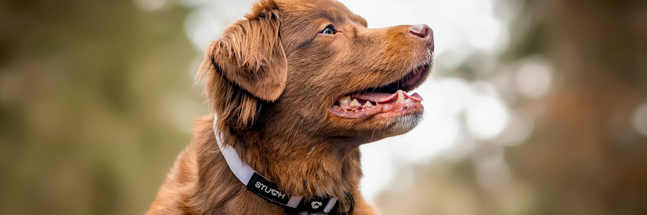 Brauner Hund Wald guckt entspannt nach oben und hat ein schönes Hundehalsband gepolstert in Farbe Flieder Lila an. Sehr schönes Halsband.