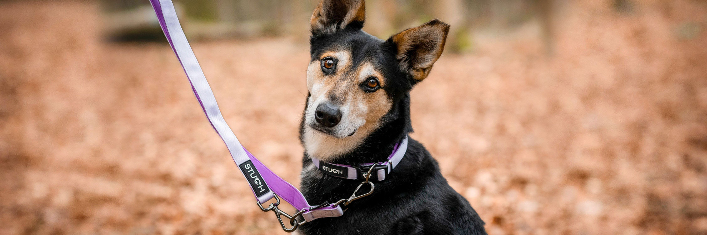 Ein süßer Hund im Waldlaub mit einem gepolstertem Hundehalsband und einer gepolsterten Hundeleine in der Farbe Flieder, Lila.
