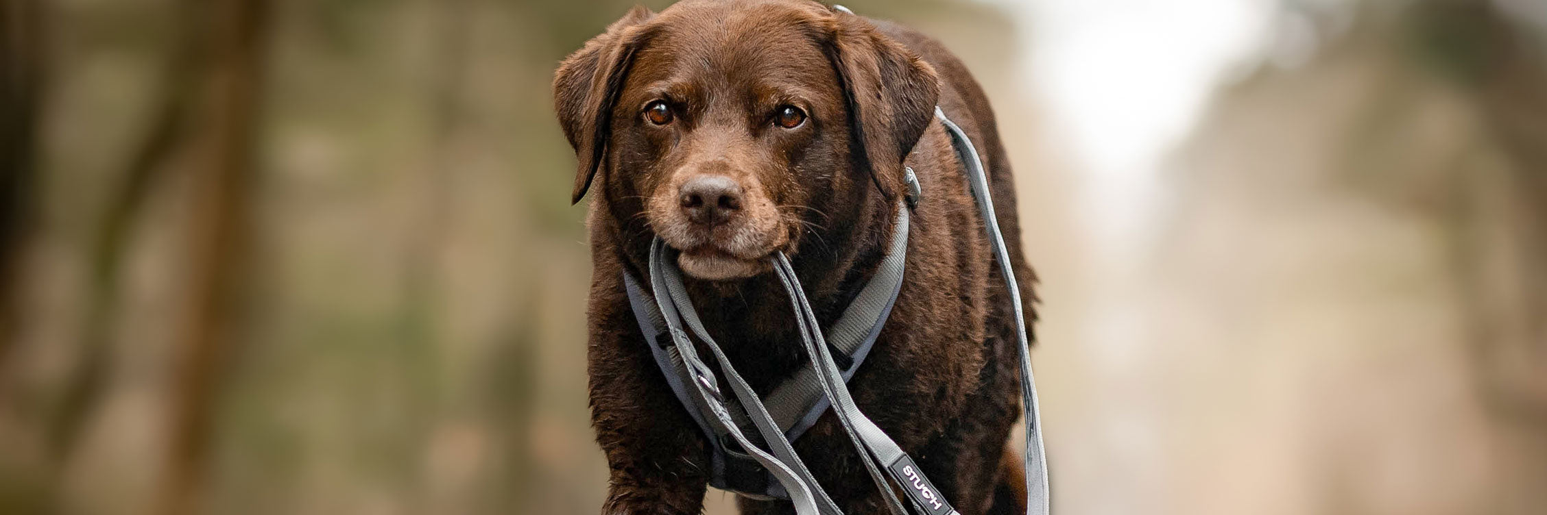 Brauner Hund im Brustgeschirr und Hundeleine im Mund im Waldspaziergang.