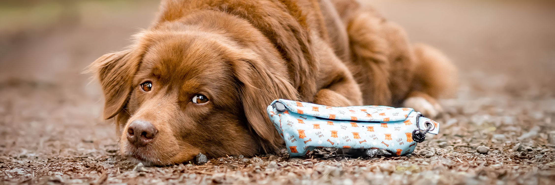 Süßer brauner Hund macht eine Pause von seinem Hundetraining. Er liegt auf dem Boden mit einem Futterbeutel.