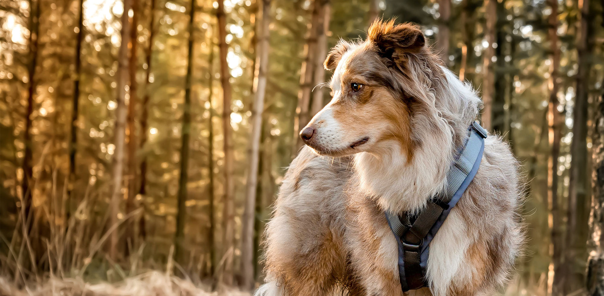Australien Shepherd mit einem Hundegeschirr Geschirr für Hunde im Waldrand