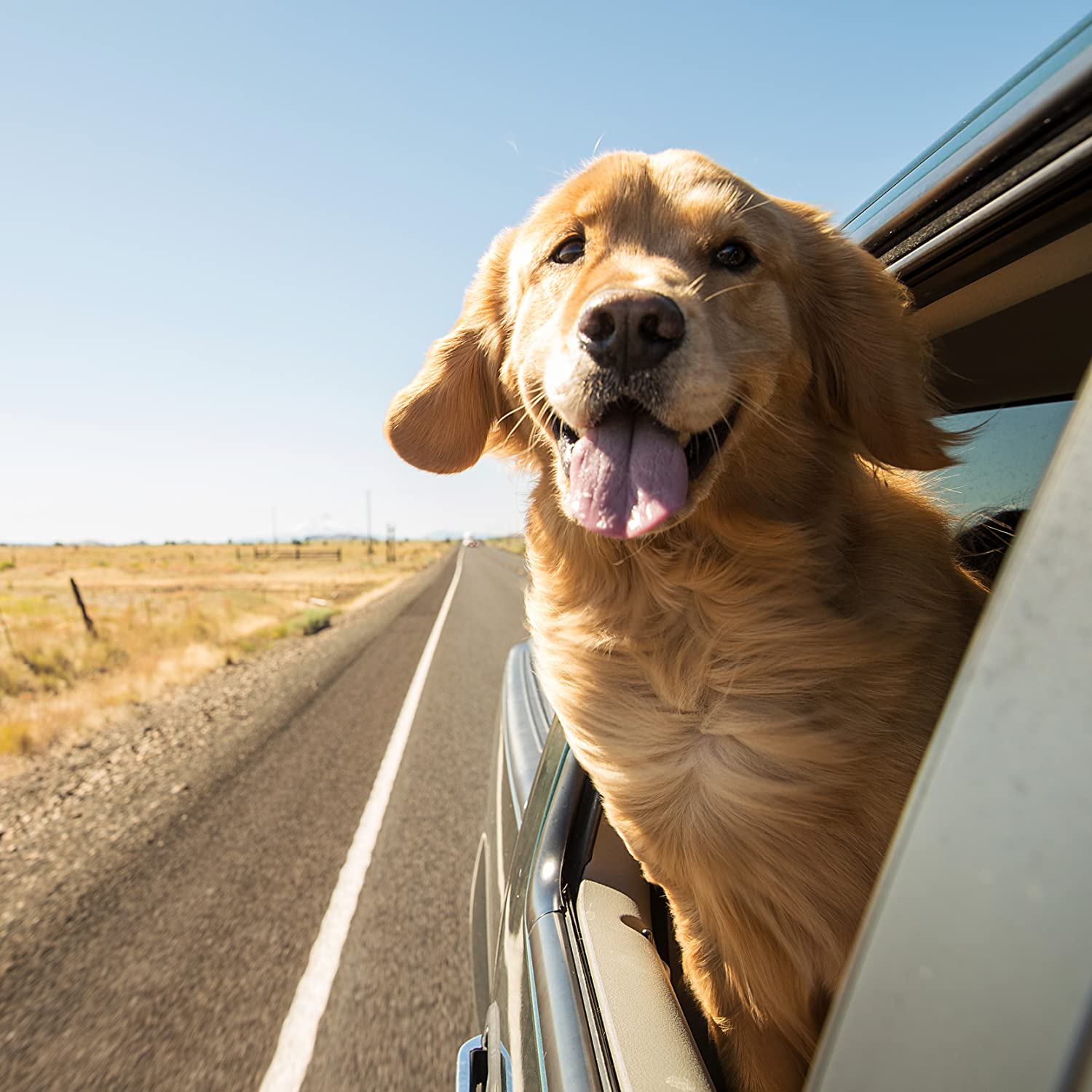Eine Autofahrt mit einem Golden Retriever Hund. Der Hund ist gesichert mit einem Autogurt für Hunde.