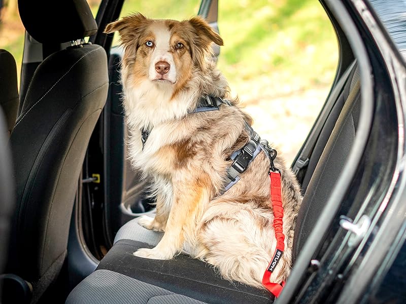 Australien Shepherd im Auto auf der Rücksitzbank mit Hundegurt in der Farbe Rot.