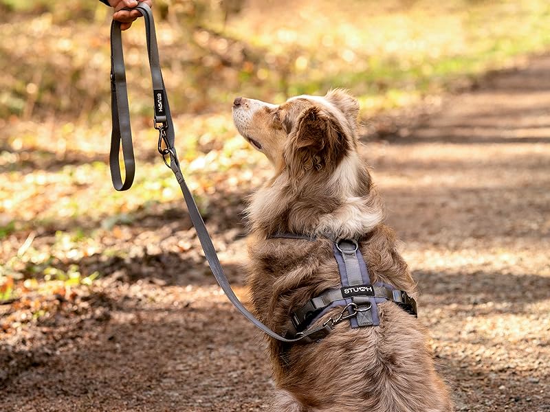 Australien Shepherd im Wald mit einem Hundegeschirr und Hundeleine. Er ist mit dem Rücken zur Kamera.