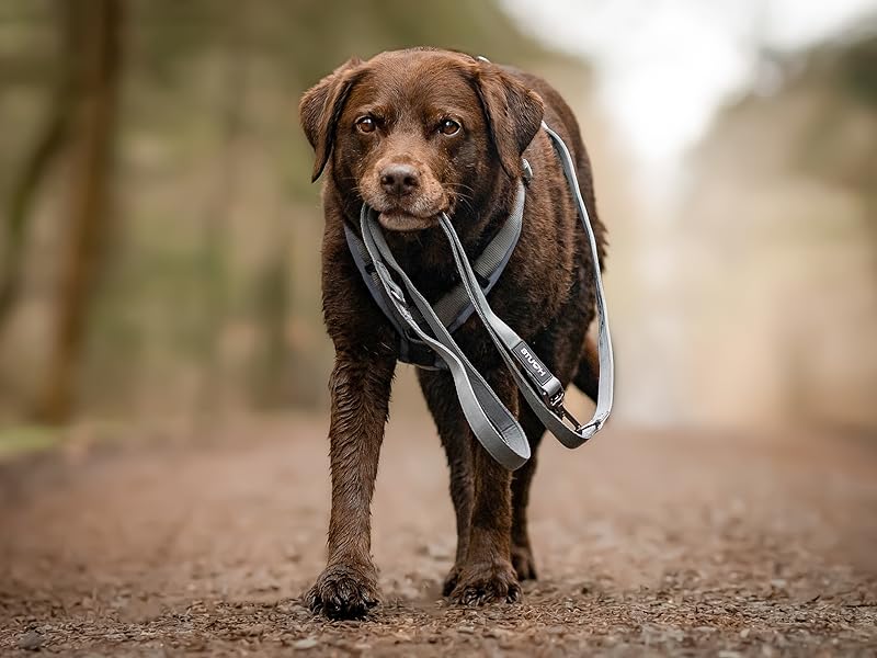 Dunkelbrauner Hund auf dem Waldweg mit grauem Hundegeschirr. Der Hund trägt seine Leine im Maul.