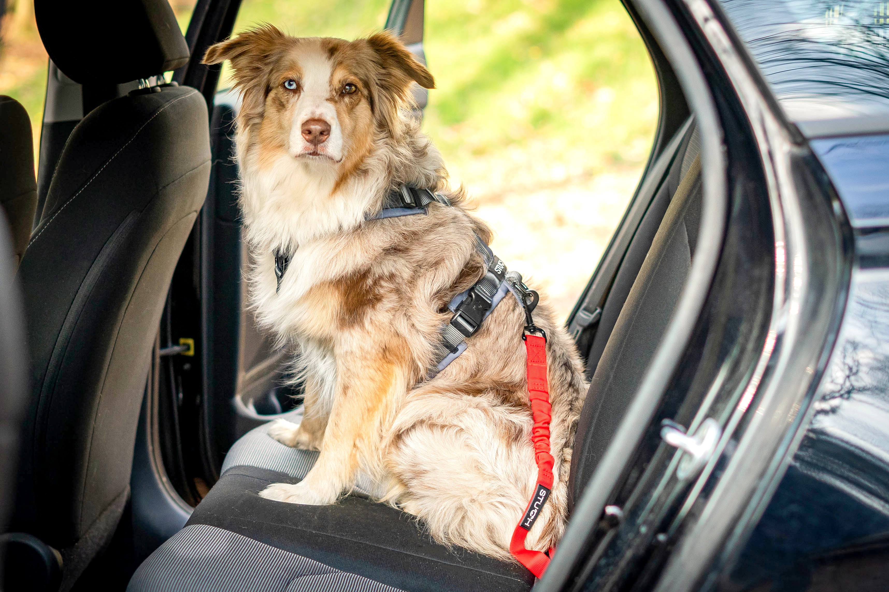 Australian Shepherd sitzt auf der Rückbank des Autos gesichert mit dem Autogurt von STUCH.
