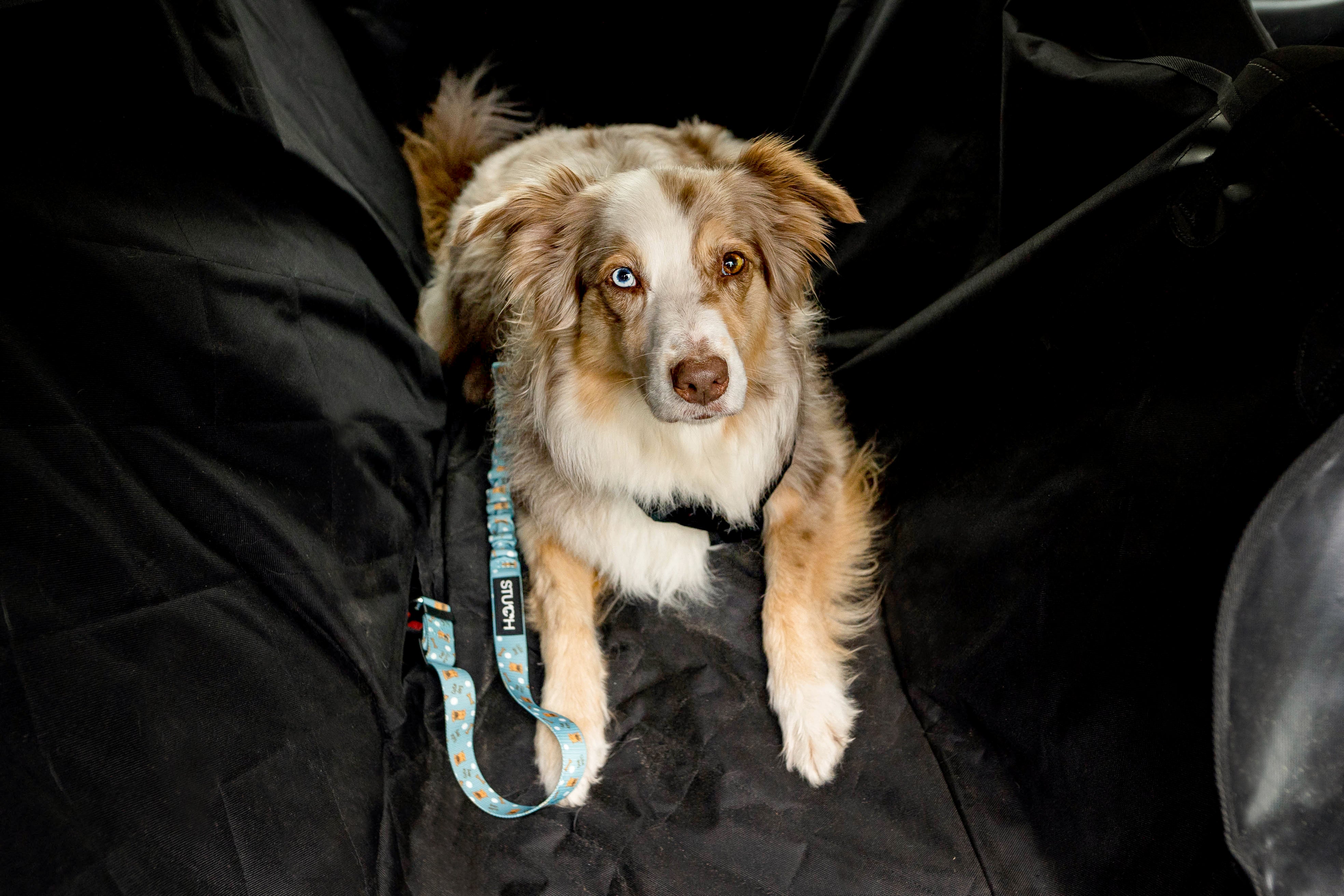 Australien Shepherd im Auto auf der Rücksitzbank mit dem Hundegurt.