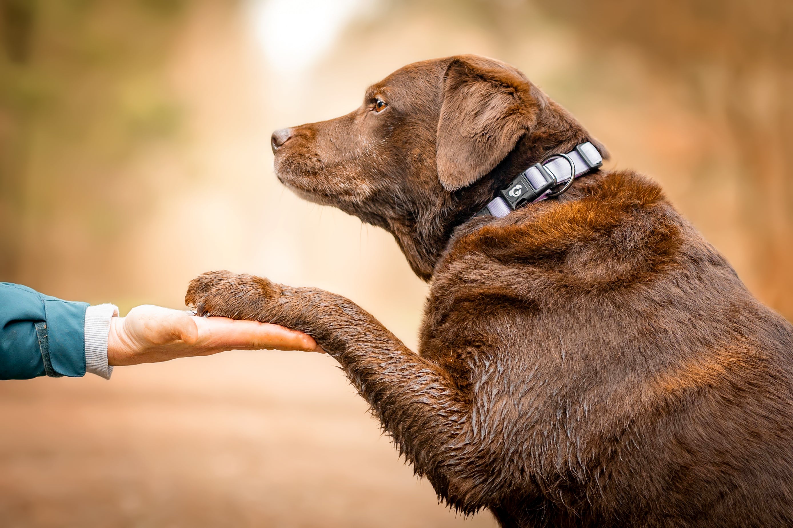 Brauner Hund mit einem Hundehalsband von STUCH gibt Pfötchen