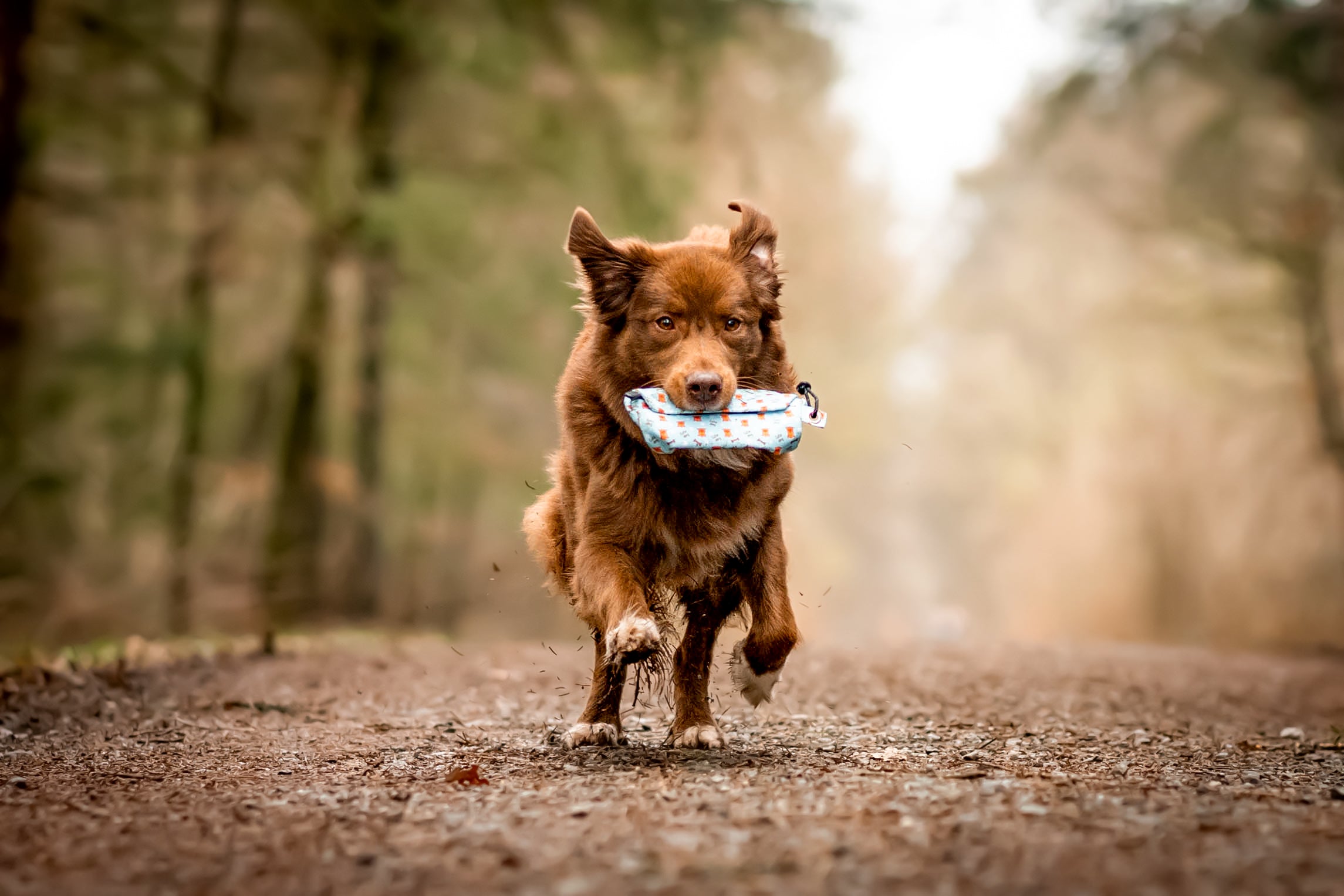 Brauner Hund läuft mit einem Futterdummy in der Farbe Blau im Maul durch den Wald. Der Hund genießt sein Training im Freien.