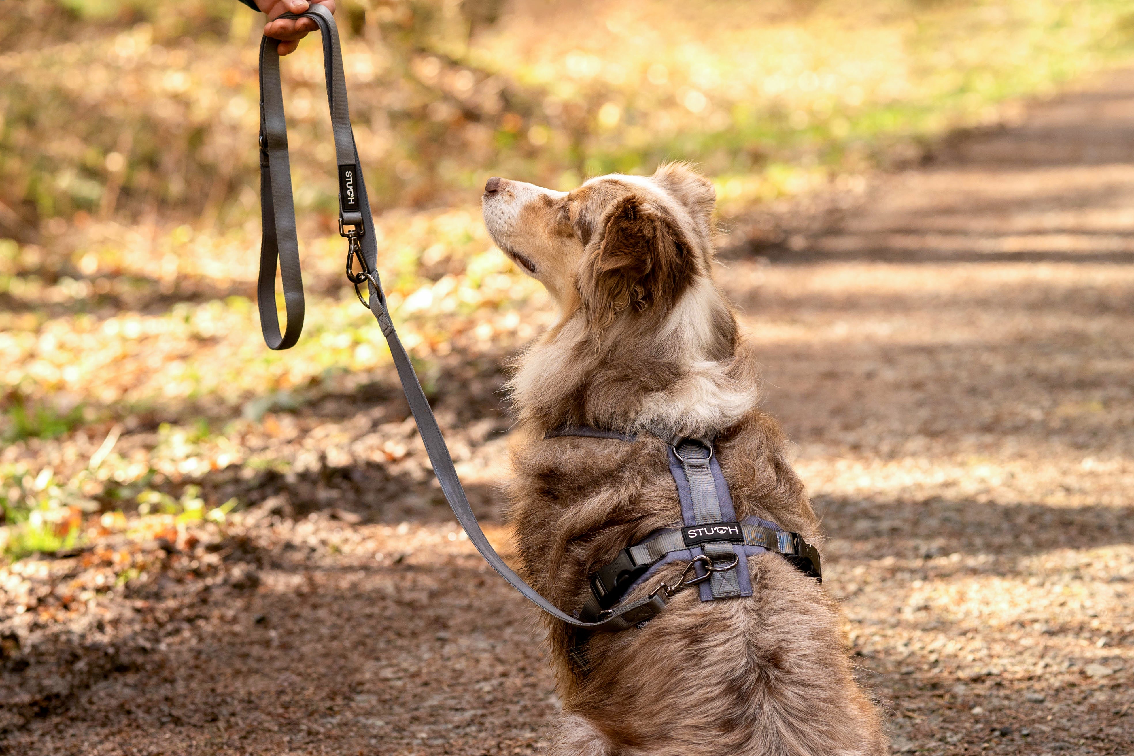 Australien Shepherd Hund mit dem Rückenansicht mit einem Hundegeschirr von STUCH.
