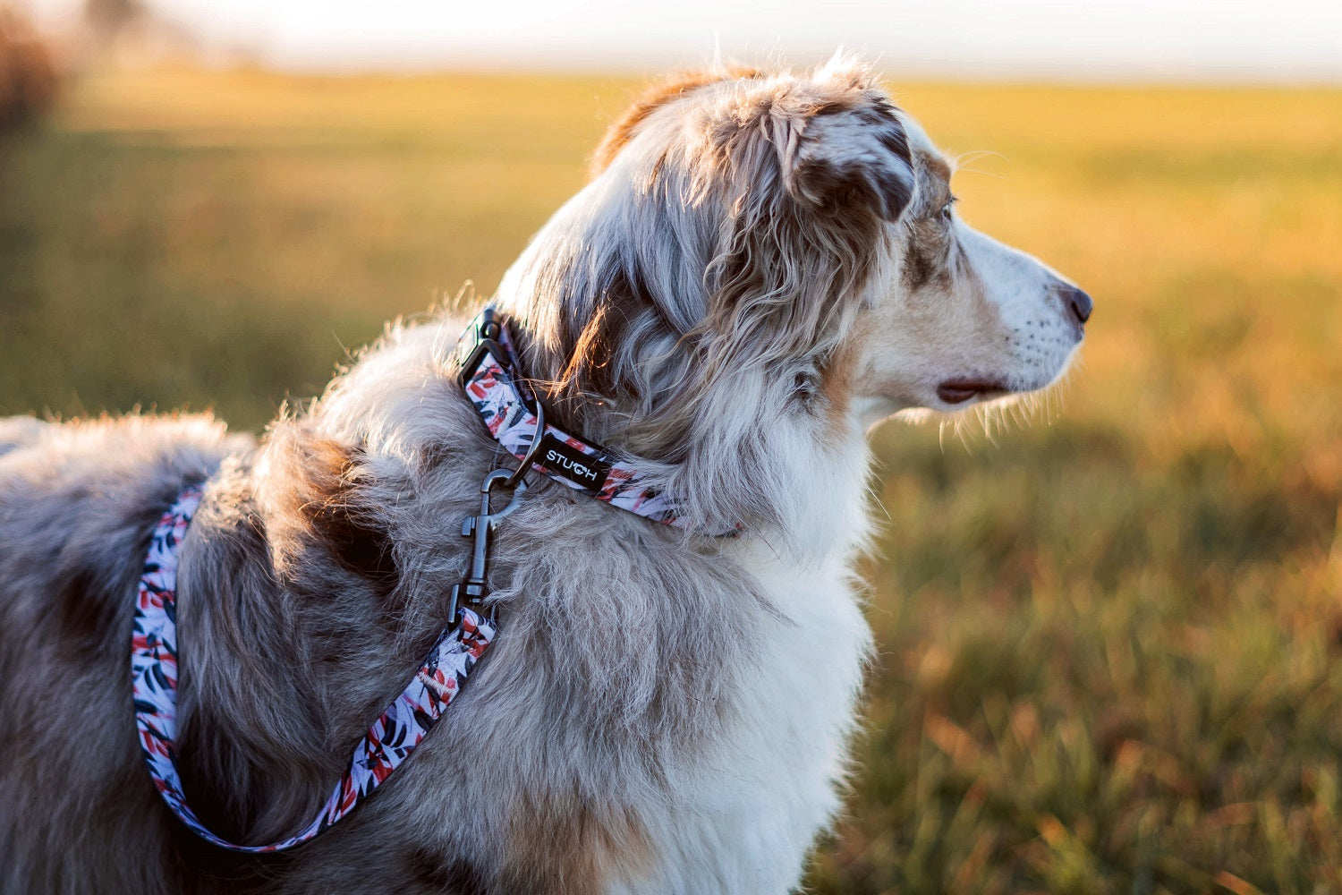 Australien Shepherd im Blumenfeld mit Hundeleine und Halsband.
