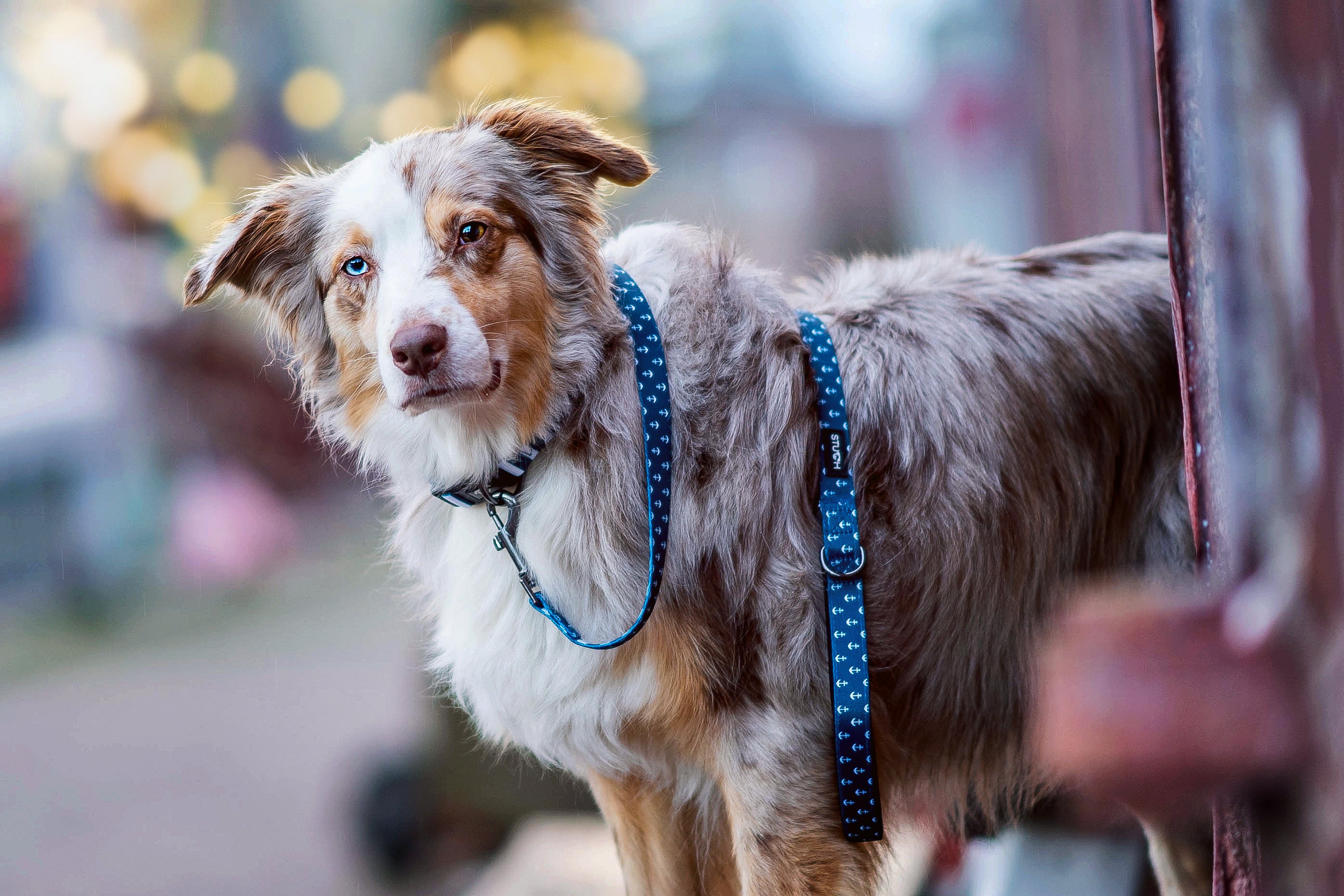 Australien Shepherd Hund mit süßem Blick und Hundehalsband und Hundeleine.