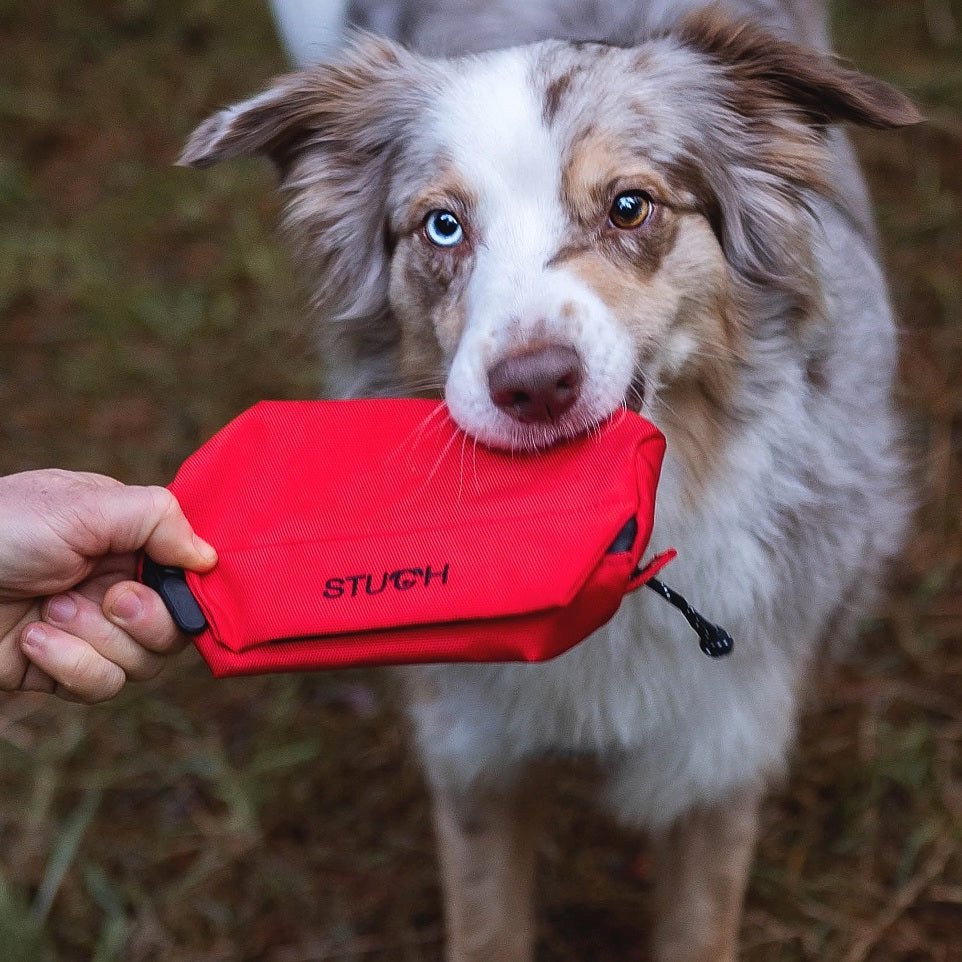 Australien Shepherd im Wald mit einem roten Futterdummy im Mund.